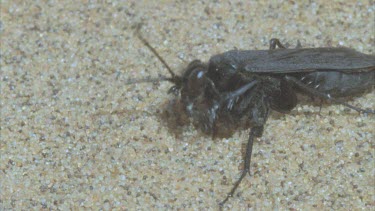 wasp cleaning antennae and mouth mandibles legs