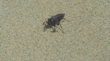 wasp cleaning antennae and mouth mandibles legs