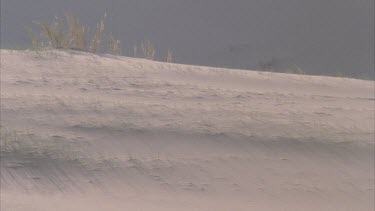 grass growing on sand dune