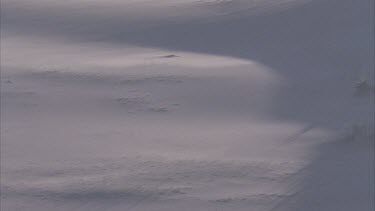 wind blowing sheets of sand across dune