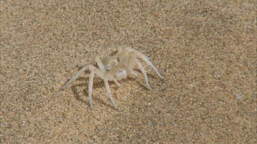 golden wheel spider stationary on sand