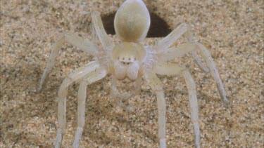 spider standing at mouth of burrow as if "on guard"