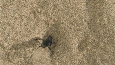 wasp digging in sand as if penetrating spiders burrow