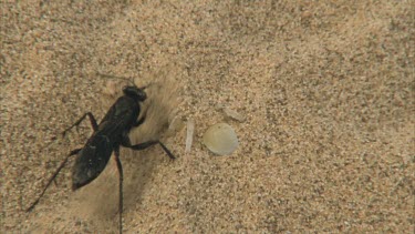 wasp digging in sand walks over spider