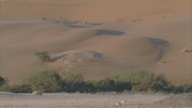 grass and sand foreground dune background