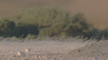 grass foreground focus dune background soft