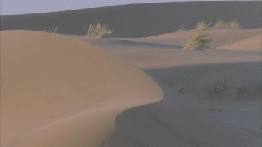 grass on top of sand dune blowing in the wind