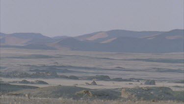 view across Desert plain to sand dunes in distance