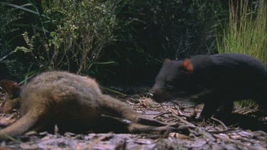 Tasmanian devil drags carcass into bush wallaby carcass Tasmanian devil walks toward camera to carcass