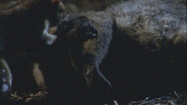 Quoll feeding on wallaby carcass