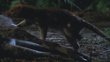 quoll walks along wallaby carcass then feeds