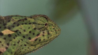 Chameleon head shot, turret eyes moving. Climbing up tree, moving through branches, climbing in foliage