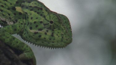 Chameleon head shot, turret eyes moving. Climbing up tree, moving through branches, climbing in foliage