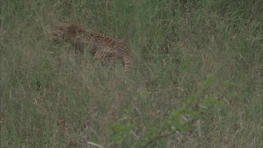 cheetah chasing something in grass