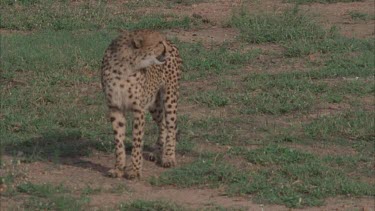 cheetah sniffing eating then TILT up to 2 Giraffes looking on. Tilt down to cheetah. Various tilts of cheetah to various looking giraffes