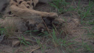 hind pa as cheetah lies on ground. PAN of front pa