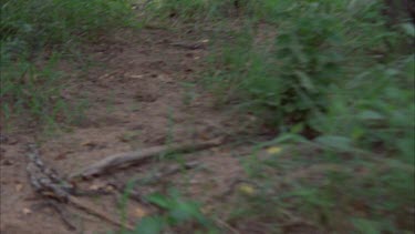 POV shot of someone lost or walking delirious through bush and grass looking down at ground