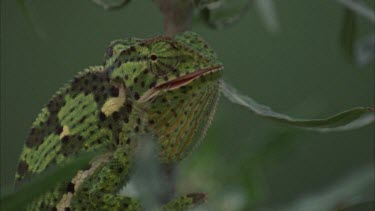 Chameleon facing camera, turreted eyes moving eating grasshopper