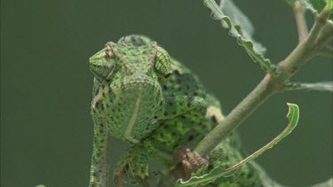 Chameleon facing camera, turreted eyes moving