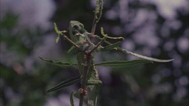 Chameleon climbing up tree., moves into foliage, well camouflaged.