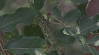 Chameleon climbing up tree., moves into foliage, well camouflaged.