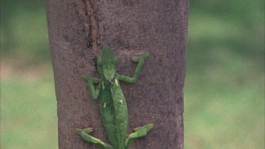 Chameleon climbing up tree trunk., moves into foliage, well camouflaged.
