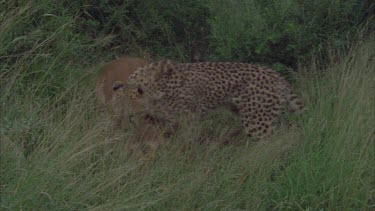 cheetah with live prey looking around impala antelope in long grass. cheetah bloodied head impala tries to escape