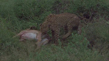 cheetah dragging dead prey away