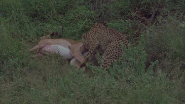 cheetah dragging dead prey away