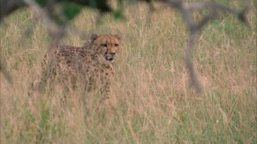 cheetah running, walking through grass