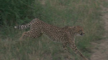 cheetah running, walking through grass