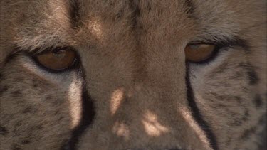 cheetah's eyes, teeth