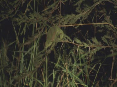 night chameleon on foliage