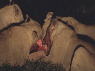lioness at carcass bloodied night chewing on flesh