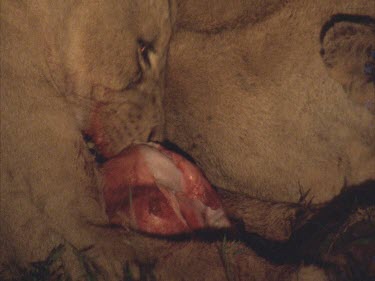 lioness at carcass bloodied night chewing on flesh