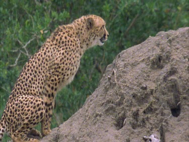 cheetah sitting on dirt mound, looking around defecating or urinating