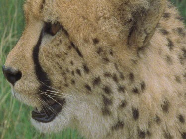 cheetah face puffing panting