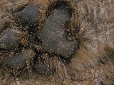 of underside of cheetah's paw showing dew claw