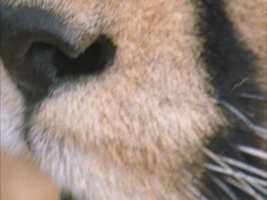 cheetah nose nostrils