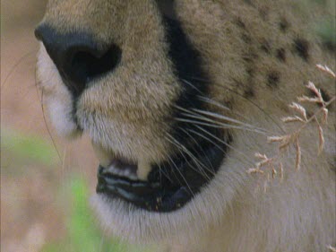 of cheetah face, through grass, observant