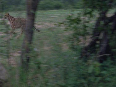 cheetah comes out of grass and runs playfully to director