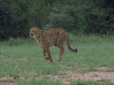 of cheetah running in open area. cheetah moving through foliage
