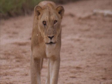 Lioness walking to camera, cu playing around her hind legs