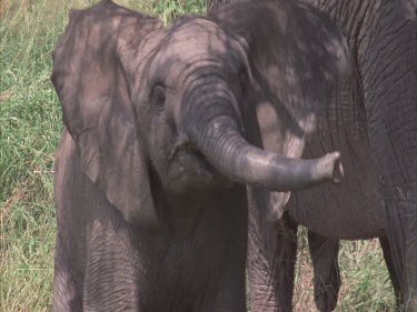 calf runs playfully around tree