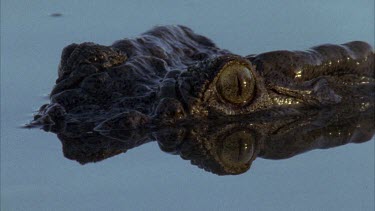 Croc floats in river eyes open partly submerged then sinks under with barely a ripple