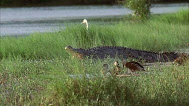 croc resting on bank mouth open with whistle ducks bathing close by. White egret in background