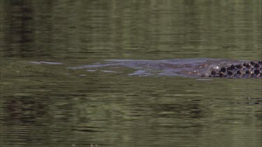 croc swimming with egret in its mouth. Chomping, gulping