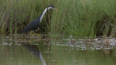 pied heron feeding among reeds