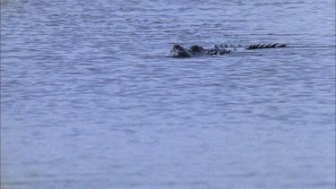 swimming down river