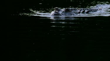 swimming down river